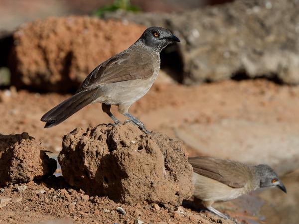<h3><a href="/trips/gambia/biota/animalia/chordata/aves/040 passeriformes/091 leiothrichidae/turdoides plebejus/turdoides plebejus-nl.html">Turdoides&nbsp;plebejus</a> / Brown&nbsp;babbler / Sahelbabbelaar</h3>OM-1 Mark II met OLYMPUS M.150-400mm F4.5, 1/2000 sec  bij F7.1, ISO 1000, afstand 5.08&nbsp;m